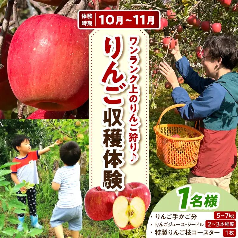 収穫体験　りんご狩り 1組 青森県五所川原市 りんご収穫