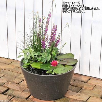 ふるさと納税 邑楽町 睡蓮鉢 メダカ鉢 金魚鉢 直径44cm 高さ25cm 軽量2kg|09_chm-cs0101d |  | 02