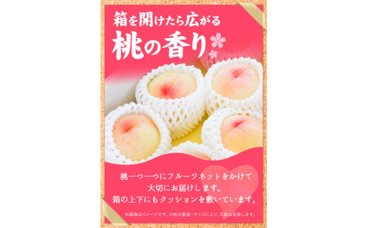 【先行予約】岡山の桃 約2.6kg(約1.3kg×2箱)《2026年6月下旬-9月上旬頃出荷》 ご家庭用 訳あり 白桃 岡山県 笠岡市 モモ もも 先行予約 送料無料 清水白桃 白鳳 白麗 