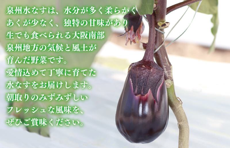 泉州 水なす 12個【ハウス栽培 新鮮 野菜 泉佐野産 茄子 数量限定】 G1489_イメージ2