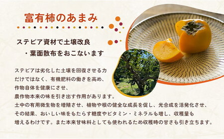 【先行予約】【訳アリ】はやし柿園のご家庭用 富有柿 M~Lサイズ 約5~6個（お試し用） | 柿 カキ かき 訳アリ わけあり 果物 フルーツ 予約 高糖度 濃厚 秋の味覚 旬 お取り寄せ お取り寄せ