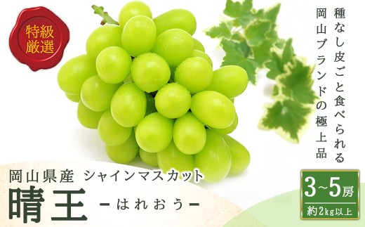 シャインマスカット 晴王 3～5房 （ 約2kg ） マスカット ぶどう ブドウ 葡萄 フルーツ 果物 くだもの 岡山県産 国産 【 2026年8月下旬～11月上旬迄順次発送予定 】