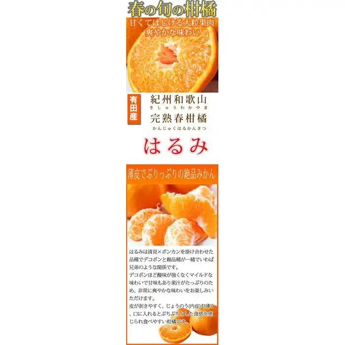 果肉ぷりぷり!完熟はるみ　５ｋｇ［2027年2月上旬頃～2027年2月下旬頃に順次発送］［UT22］