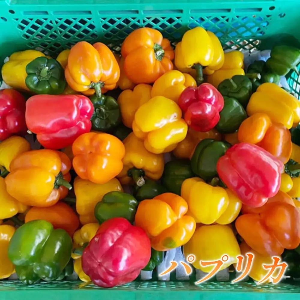 季節の野菜つめ合わせ【Mサイズ】　「ファーム和」 ／ 旬野菜 野菜セット 詰め合わせ 新鮮野菜 産地直送 おまかせ野菜 季節野菜 エコ農法 減農薬野菜 家庭用野菜 国産野菜 食べ比べ 料理好き サラダ
