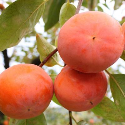 ふるさと納税 和歌山市 和歌山産富有柿ご家庭用約7.5kg(サイズおまかせまたは混合)【和歌山市】 |  | 02