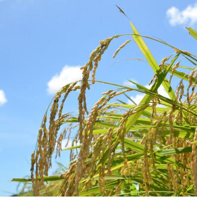 ふるさと納税 いすみ市 【令和7年産米】　千葉県いすみ市産　コシヒカリ精米10kg(5kg×2袋) |  | 02