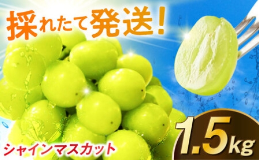 
                  シャインマスカット 1.5kg / 佐賀県 / リフルット株式会社 [41ABAA013]
                