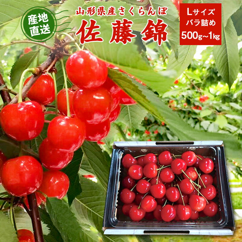 【ふるさと納税】《受付終了間近！》こだわり農家の 新鮮 さくらんぼ 選べる 500g 1kg Lサイズ秀品「佐藤錦」 生産者直送 【2025年5月下旬頃～6月中旬頃発送予定】／ 2025年産 令和7年産 お取り寄せ グルメ フルーツ 果物 ふるさと納税 さくらんぼ 500グラム 1キロ