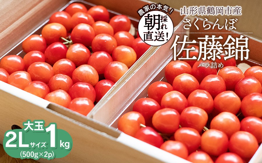 【令和9年産先行予約】【大玉】さくらんぼ 佐藤錦 2Lサイズ バラ詰め 1kg(500g×2P)  鶴岡市産 大膳農園 | チェリー 果物 くだもの フルーツ 1キロ 甘い 完熟 旬 産地直送 人気 美味しい 2027 お取り寄せ 山形県 鶴岡市 東北 返礼品