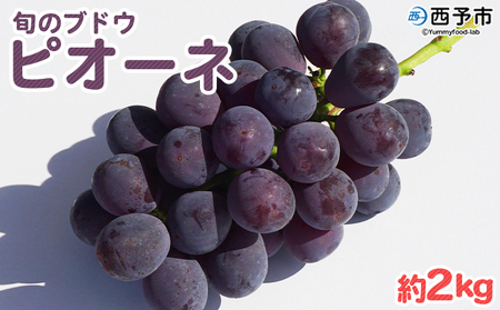 予約受付 ＜旬のブドウ「ピオーネ」約2kg＞ 果物 フルーツ ぶどう 葡萄 甘い おいしい 期間限定 季節限定 食べて応援 特産品 愛媛県 西予市【冷蔵】『2025年8月中旬～9月上旬迄に順次出荷予定』URK0008