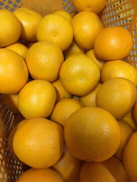 BL6113n_【2026年先行予約】【産地直送】和歌山県産 八朔 4kg (M～3Lサイズ)