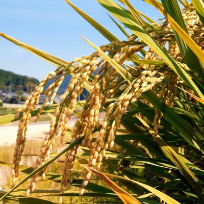 ふるさと納税 高梁市 【令和7年産】【無洗米】岡山こしひかり8kg(2kg×4袋) |  | 01