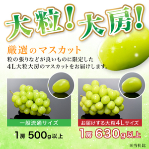 【先行受付】JA中野市直送!大房シャインマスカット2房1.3kg以上2024年9月下旬～11月上旬発送【配送不可地域：離島】【1459211】