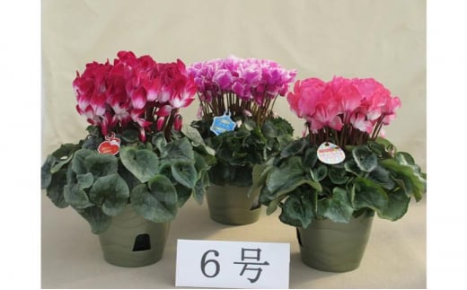 シクラメン 6号鉢（18cm） ますだ農園【お届け：11月～12月】 花 植物 フラワー F4N-1399