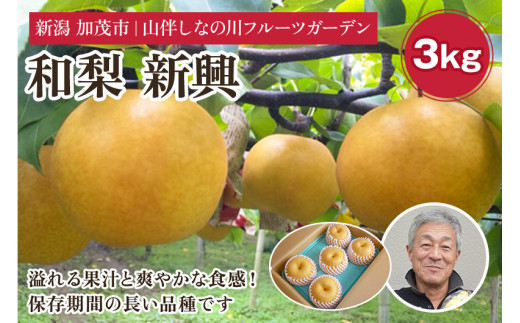 【2026年先行予約】和梨 新興 約3kg（約5～7個）フルーツギフト《11月上旬～お届け》冬の味覚 産地直送加茂市 山伴しなの川フルーツガーデン