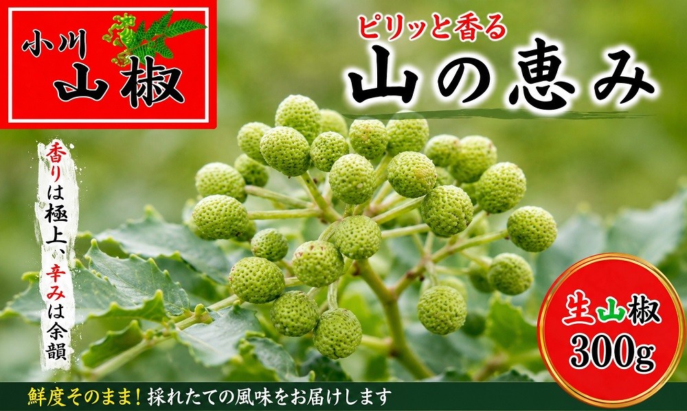 
                  266＊信州小川村　生山椒の実300ｇ　
                