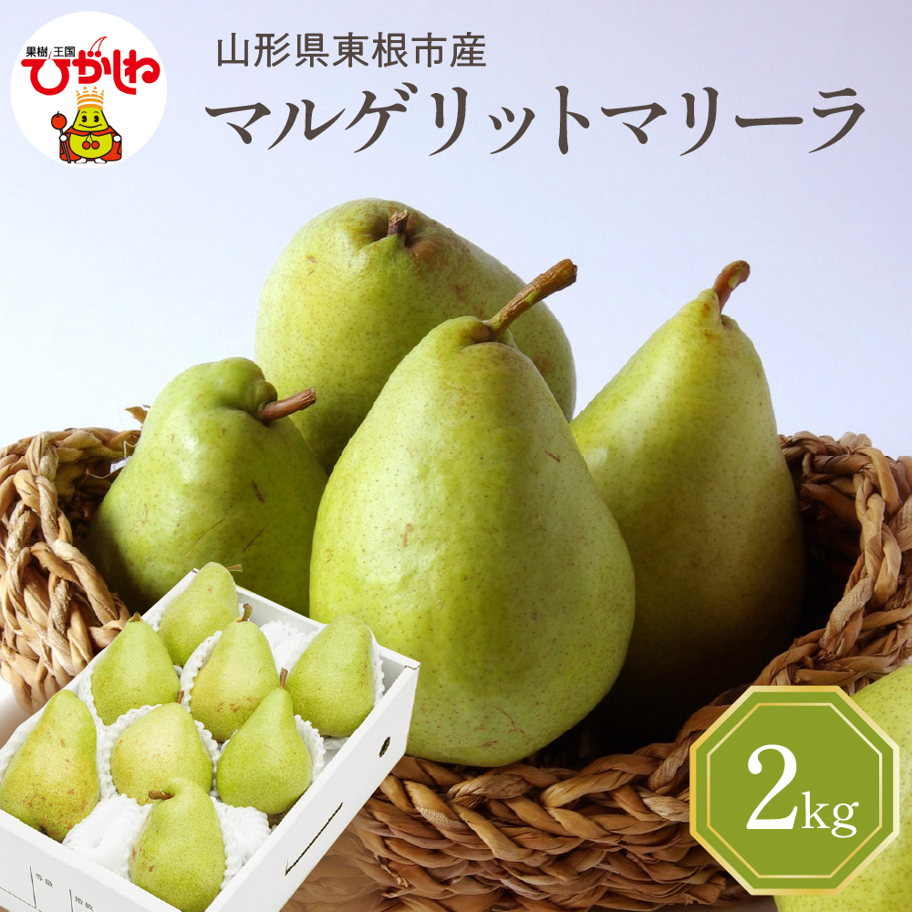 【2026年産】 西洋梨 マルゲリットマリーラ 2kg 秀品 化粧箱入り 山形県 東根市 東根農産センター提供 hi027-188-r8