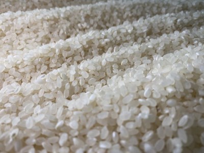 【令和8年産予約】大自然で育てた「コシヒカリ」10kg(5kg x 2) 白米 100％単一原料米 産地直送米 贈答 おいしい お米 精米 コシヒカリ ブランドコシヒカリ おこめ 健康 ギフト 内祝い