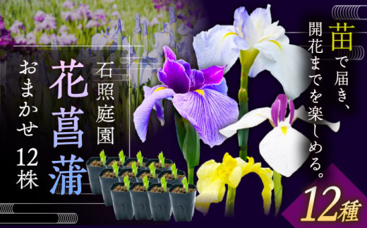 花【4月〜11月発送】花しょうぶ（ジャパン アイリス）の苗 おまかせ12株 花 しょうぶ 菖蒲 アイリス 苗 植木 ガーデニング 庭園 植物 贈り物 ギフト 贈答品 お取り寄せ 観光 自然 園芸 お花 美しい おまかせガーデニング 初心者 プランター 国産 季節 庭 ガーデン 寄せ植え 鉢植え 栽培 初心者 趣味 花好き フラワーギフト 島根県雲南市/石照庭園 [AIAC002]