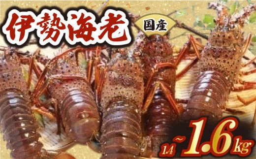 
                  厳選 伊勢海老 2～6匹 約1.4～1.6kg 新鮮 海鮮 魚介類 刺身 刺し身 国産 漁師厳選 伊勢エビ いせえび 海老 エビ 生きたまま発送 刺身 焼き物 お味噌汁 鍋 ボイル エビフライ アレンジ可 産地直送 新鮮 絶品 海鮮 常温 ギフト 贈答 高知県 須崎市 MT007
                
