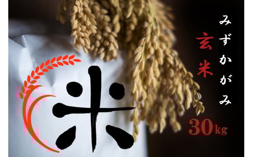 【令和7年産 特別栽培 近江米 『みずがかみ』玄米30kg】米 近江米 みずかがみ ブランド米 滋賀県 竜王