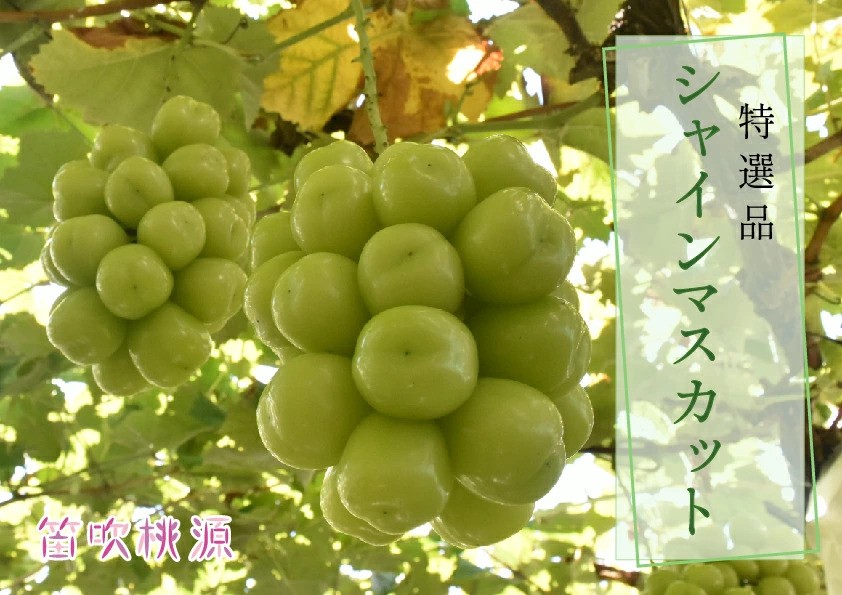 
                  【2026年発送★先行予約】 贅沢！特選シャインマスカット1.8kg（笛吹桃源） 157-008-26y
                