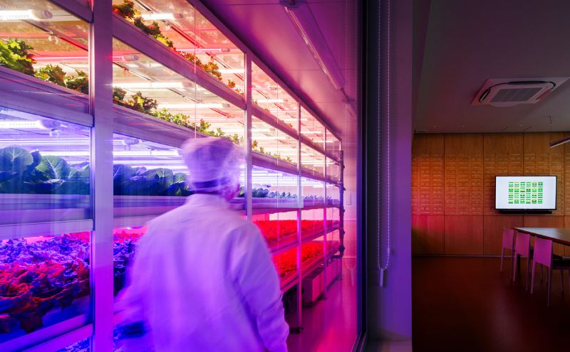 チケット 東京 【3.20(金・祝)開催】FARM HANEDA見学会チケット 見学 収穫 体験 体験チケット 植物工場 野菜 栽培 レタス ラディッシュ サラダホウレンソウ 大田区 東京都