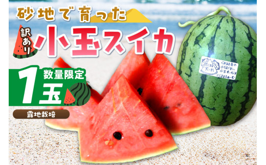 【先行予約／数量限定200】にしまるスイカ 訳あり 1玉入り（露地栽培）（2026年7月中旬から発送）　FR00014