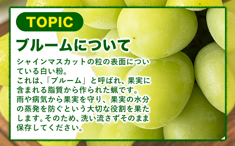 【先行予約】 シャインマスカット 岡山 約1.3kg 2房 厳選 旬 ぶどう ブドウ 葡萄 マスカット 果物 フルーツ ギフト 岡山県 笠岡市 訳あり クール便 爽やか 贅沢《2024年9月中旬～11