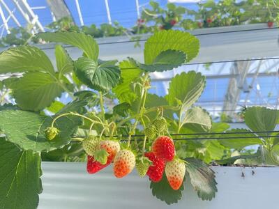 【数量限定】完熟朝摘みいちご 2種お届け★2025年12月下旬～発送★