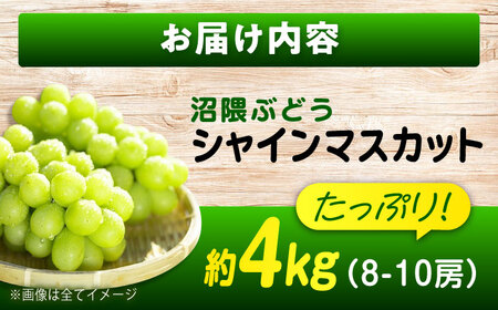 数量限定/9月上旬〜9月下旬頃発送 沼隈ぶどう「シャインマスカット」 約2kg×2(8から10房) 広島県福山市/福山市農業協同組合　沼隈グリーンセンター ぶどう ブドウ 葡萄 種なし 大粒 マスカッ