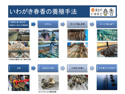 現在順次発送中！【生のいわがきLサイズ6個】 岩牡蠣 生牡蠣 牡蠣 いわがき春香 生食可 旬の時期だけ