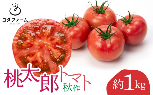 桃太郎トマト（秋作）約 1kg ALPFL002