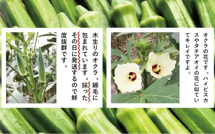 トロッとおいしいオクラ＜40本、約500g＞　40P3223【ひない渡辺農園しどけ村】