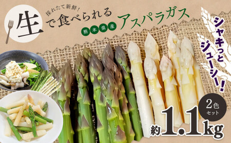 生で食べれる ? アスパラガス 2色 セット（ グリーン ・ ホワイト  ）約 1.1kg | 新鮮 アスパラ 野菜 ソムリエ 健康 熊本県産 熊本 玉名