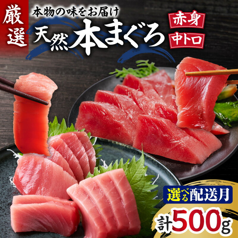 【ふるさと納税】＜選べる配送時期＞ 本物の味をお届け 厳選 天然 本鮪 中トロ 赤身 セット 500g まぐろ マグロ 鮪 本まぐろ 柵 刺身 三崎 三崎港 海鮮 魚 魚介 母の日 父の日 敬老の日 湊魚問屋 神奈川 三浦市 おすすめ ランキング プレゼント ギフト