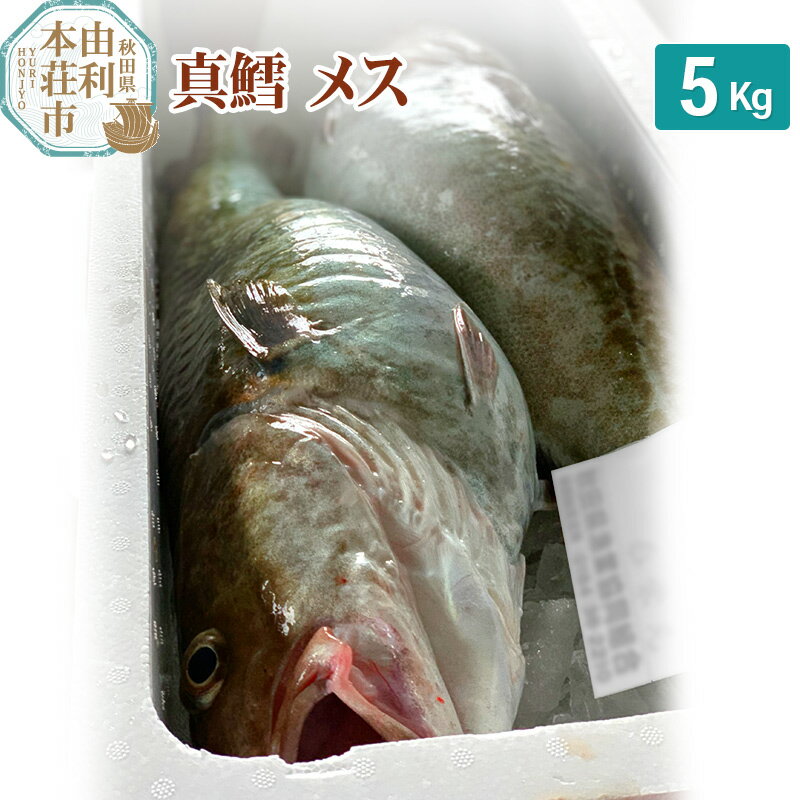 真鱈 【メス】 5kg 天然 漁師直送 (配送期間 10月～1月末予定、期間外は次期予約扱い) マダラ タラ 高級魚 たら まだら 魚