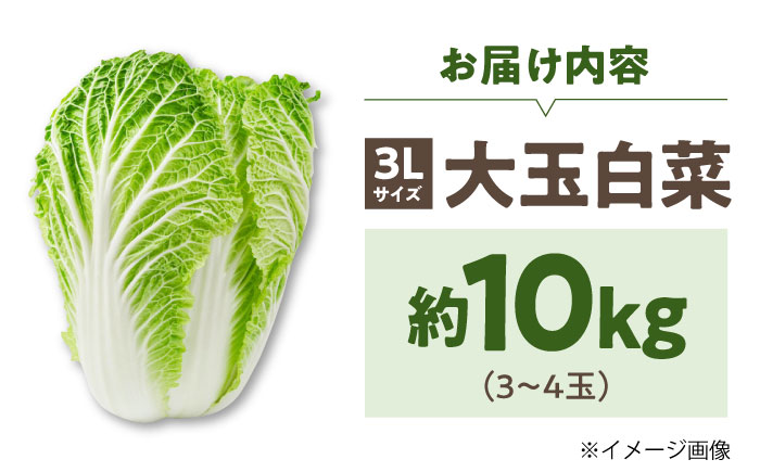 【先行予約】　【【11月下旬から順次発送】 白菜 3Lサイズ×3～4玉（約10kg）　はくさい ハクサイ 旬　野菜 国産 新鮮 愛媛県大洲市/ふじた農園 [AGDH008]