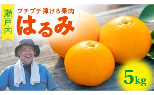 はるみ 約5kg 1~2月発送予定 こいけ農園 広島県 大崎上島町 瀬戸内 離島 濃厚 果物 フルーツ 柑橘 みかん 送料無料 産地直送