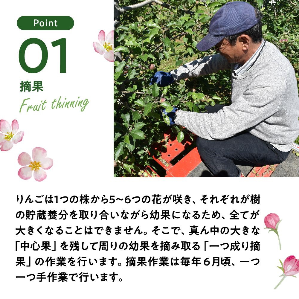 りんご 5kg　【2026年12月上旬発送】　青森産りんご 春秋園の最高級「特選」 大玉 完熟 サンふじ