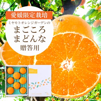 【ふるさと納税】【先行受付】紅まどんなと同品種 愛媛果試28号 ギフトボックス入り6〜8個(のし あり/なし)_ みかん ミカン 蜜柑 まごころまどんな 果物 くだもの フルーツ 希少 甘い おいしい かんきつ【G1346971】