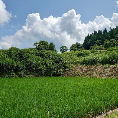 ふるさと納税 上越市 極少量米:数量限定令和6年産/新潟県上越市大島区産 棚田米コシヒカリ 8kg(2kg×4)精米 |  | 01
