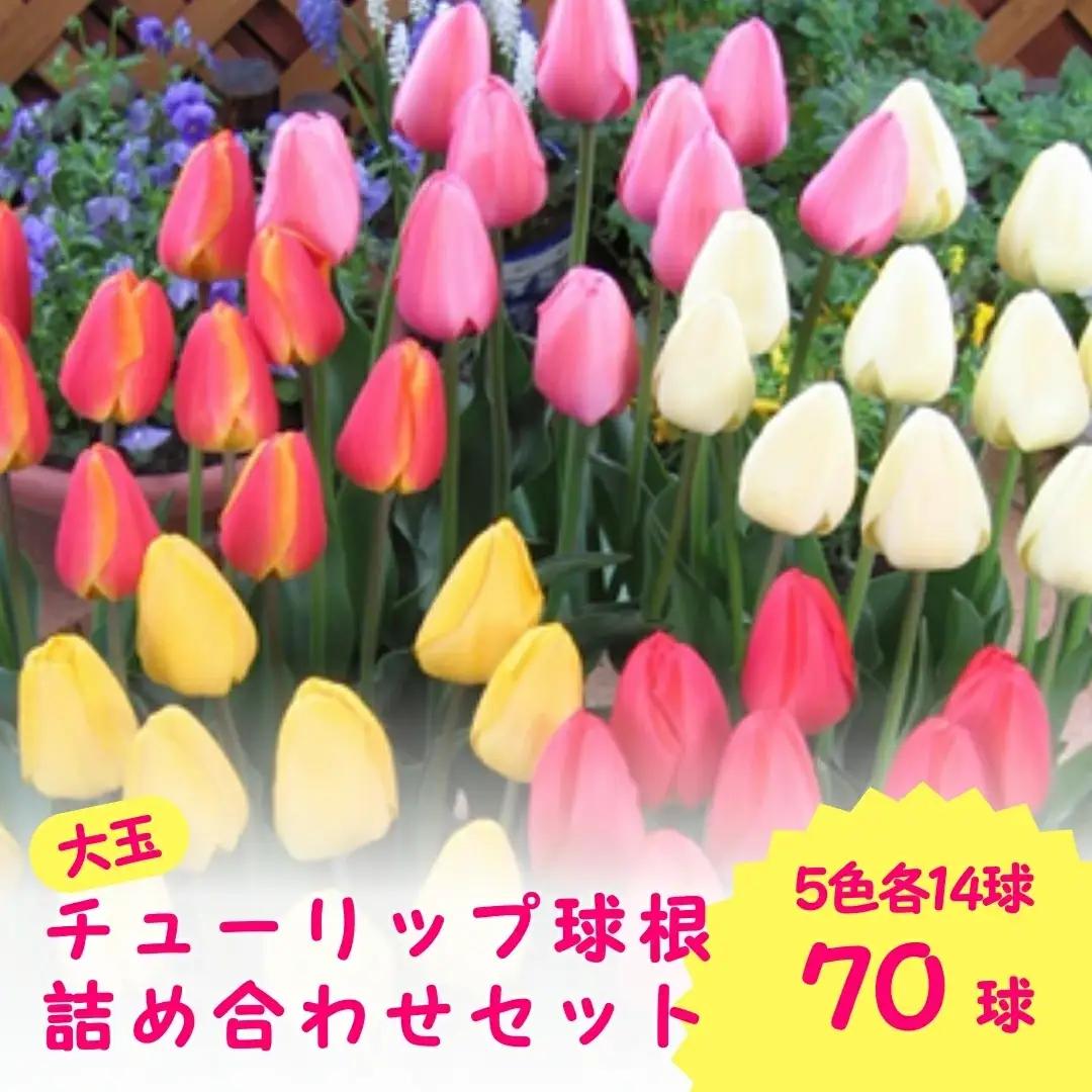 チューリップ 球根（特大球）70球入 | 新潟県 球根 五泉市 期間限定