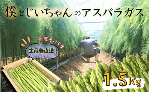 僕とじいちゃんのアスパラガス1.5kg【B1-127】 アスパラガス 朝採れ新鮮 新鮮 野菜 期間限定