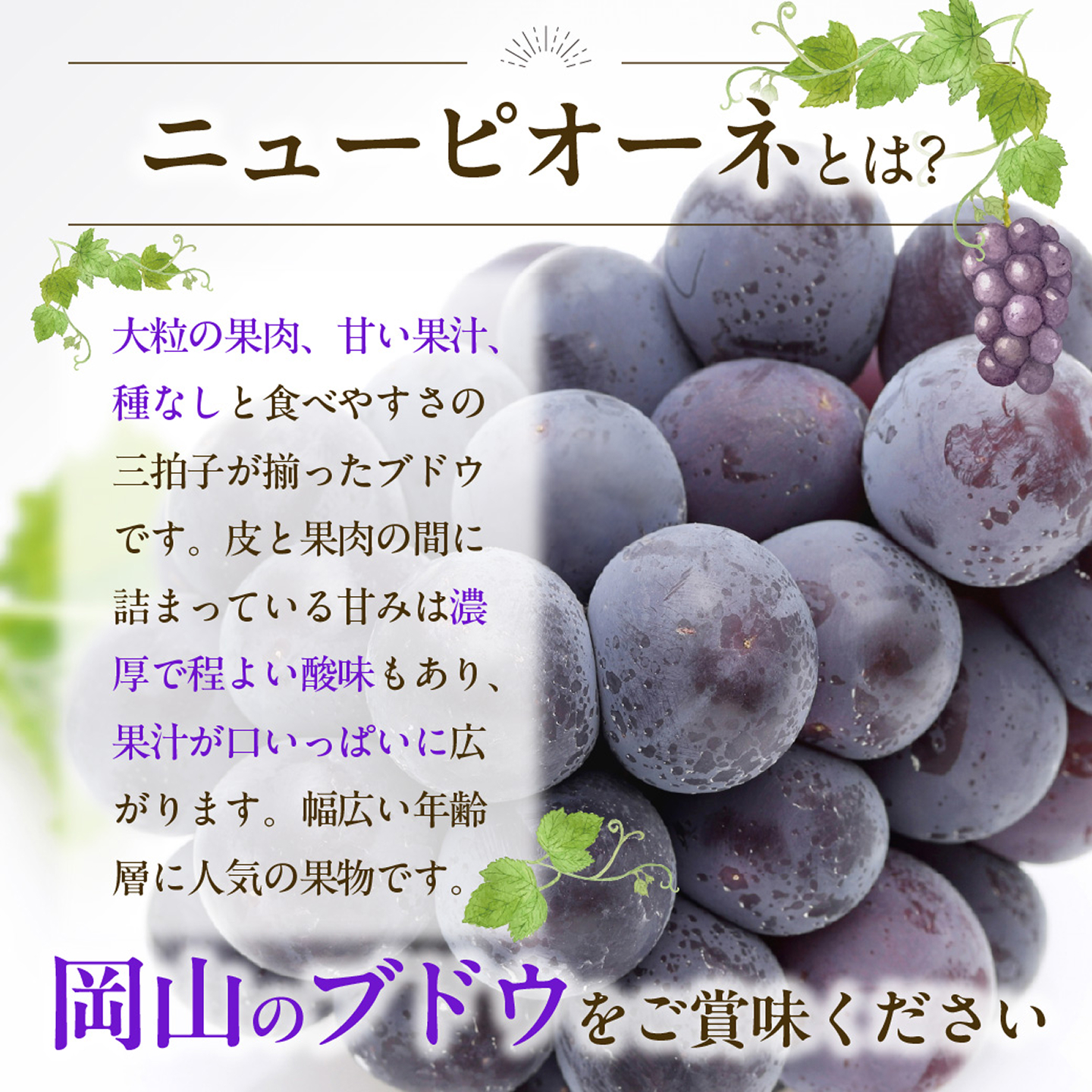 【2027年発送分・先行予約開始！】【定期便】岡山県産 白桃 約4kg・ぶどう 約5kg 計5回発送【先行受付 先行予約 白桃 シャインマスカット ニューピオーネ 晴王 種無し 高糖度 定期便 旬 フ