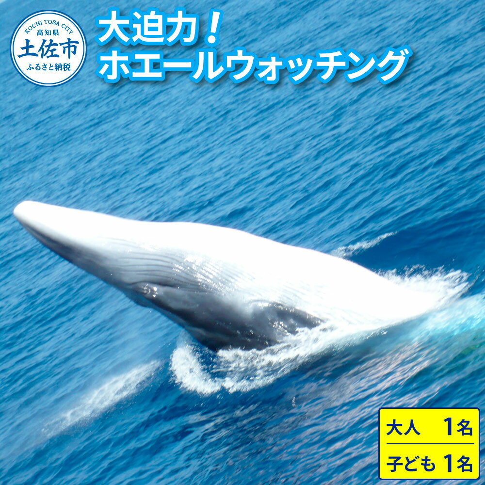 【ふるさと納税】ホエールウォッチング 大人1名と子供1名分相当 11000円分クーポン レジャー 体験型 アクティビティ ウォッチング 観察 旅行 観光 遊ぶ クジラ くじら 鯨 イルカ 船 ボート 土佐湾 海 動物 自然 親子 家族 返礼品 高知県 土佐市