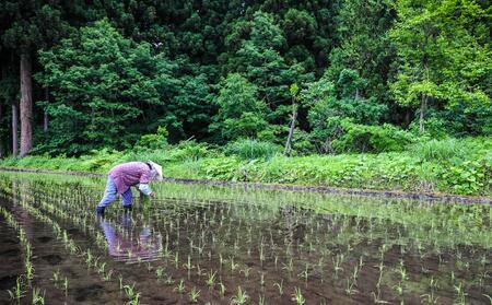 【2025年産 】県認証米魚沼産コシヒカリ 10kg(10kg×1袋) 産地限定！農家直送 |津南町 魚沼産 コシヒカリ