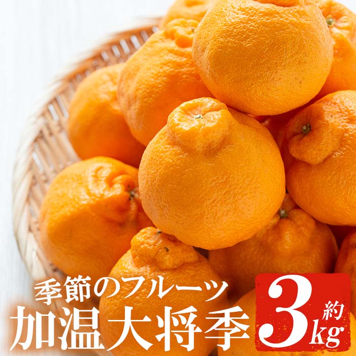 【ふるさと納税】＜2025年11月下旬以降順次発送予定＞《期間限定・数量限定》JAさつま日置産 加温大将季(約3kg) 蜜柑 柑橘 冬季 果物 フルーツ みかん ミカン だいまさき 化粧箱 旬 常温 常温保存【JAさつま日置北部営農センター】