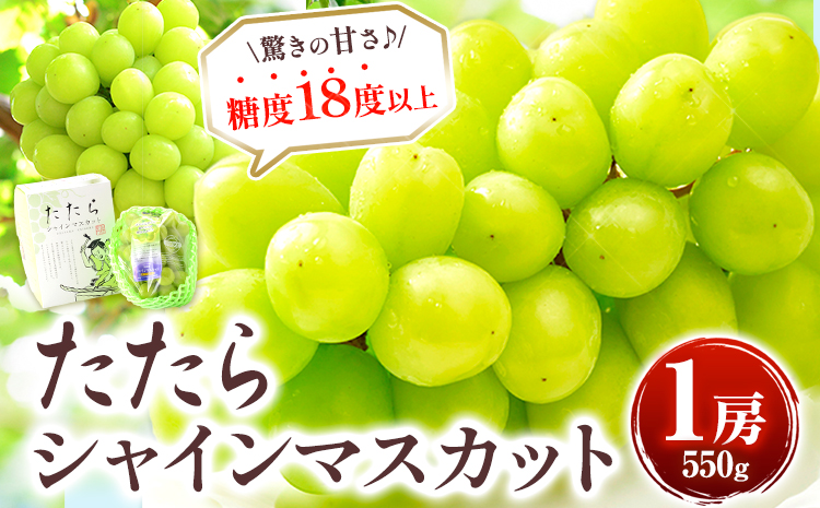 【先行予約】 たたらみねらる シャインマスカット お試し 550g 1房　《2026年8月下旬-10月下旬頃出荷予定》たたらみねらる ギフト 糖度18度以上 フルーツ 種無し ぶどう 葡 Y&G．ディストリビューター 岡山県 笠岡市