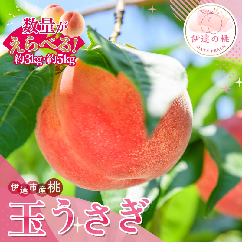 【ふるさと納税】＼選べる容量／【2026年出荷分先行予約】福島県産 玉うさぎ 約3kg 約5kg サトー農園 新品種 たまうさぎ 固め 伊達市の桃 桃 フルーツ 果物 もも モモ momo F20C-834var